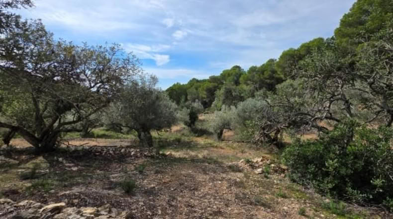 Tarragona - l'Ametlla de Mar - 11050m2
