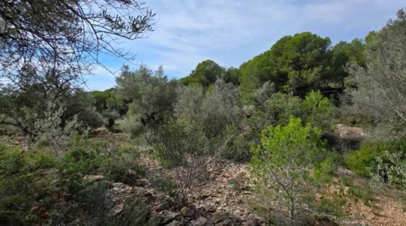 Tarragona - l'Ametlla de Mar - 11050m2