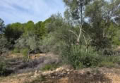 Detached villa with land for sale on España, l'Ametlla de Mar, ref: TR398591 photo
