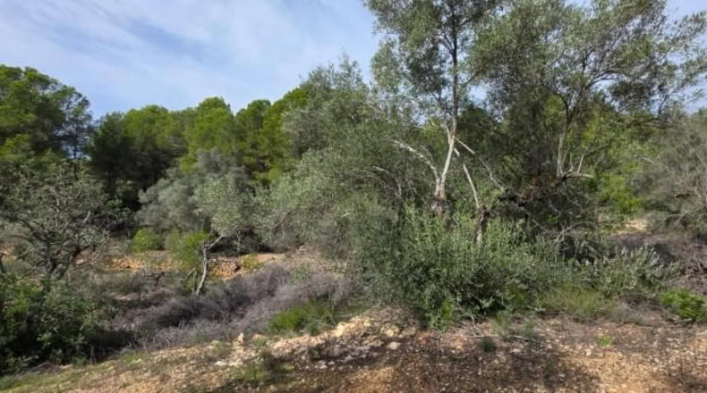 Tarragona - l'Ametlla de Mar - 11050m2