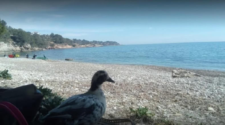 Tarragona - l'Ametlla de Mar - 11050m2