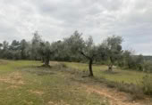 Xalet independent amb terreny en venda a la España, Vall-de-roures, ref.: TR399715 foto