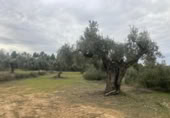 Xalet independent amb terreny en venda a la España, Vall-de-roures, ref.: TR399715 foto