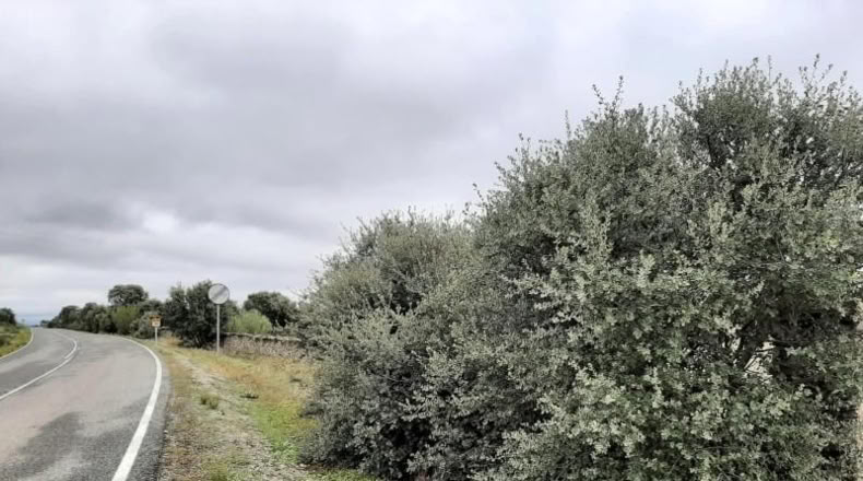 Guadalajara - Corduente - 5407m2