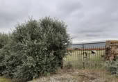 Parcela urbanizable en venta en la España, Botija, ref: TR396911 foto