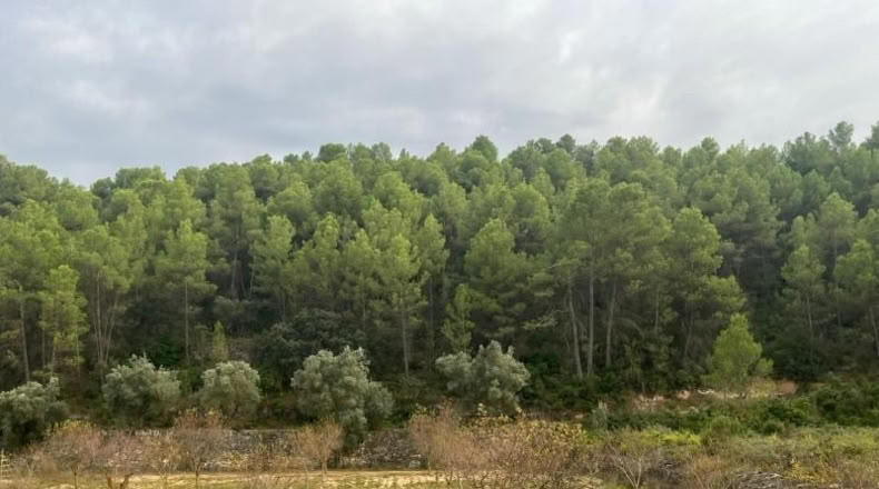 Teruel - Arens de Lledó - 6885m2