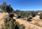 Xalet independent amb terreny en venda a la España, Calaceit, ref.: TR399024 foto
