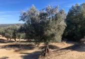 Xalet independent amb terreny en venda a la España, Calaceit, ref.: TR399024 foto