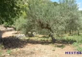 Non-developable land for sale on España, Xaló, ref: TR397821 photo