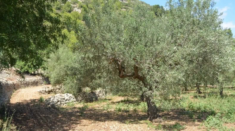 Soria - Arcos de Jalón - 4339m2
