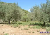 Non-developable land for sale on España, Xaló, ref: TR397821 photo