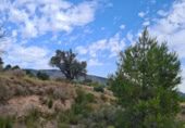 Non-developable land for sale on España, Pinoso, ref: TR397147 photo