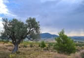 Non-developable land for sale on España, Pinoso, ref: TR397147 photo