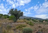 Non-developable land for sale on España, Pinoso, ref: TR397147 photo