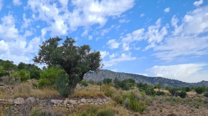 Huelva - Punta Umbría - 13718m2