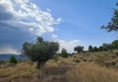 Non-developable land for sale on España, Pinoso, ref: TR397147 photo