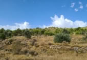 Non-developable land for sale on España, Pinoso, ref: TR397147 photo
