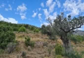 Non-developable land for sale on España, Pinoso, ref: TR397147 photo