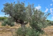 Non-developable land for sale on España, Pinoso, ref: TR397147 photo