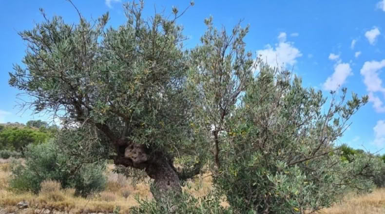 Huelva - Punta Umbría - 13718m2