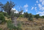 Non-developable land for sale on España, Pinoso, ref: TR397147 photo