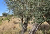 Non-developable land for sale on España, Pinoso, ref: TR397147 photo