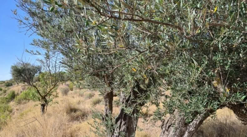 Huelva - Punta Umbría - 13718m2
