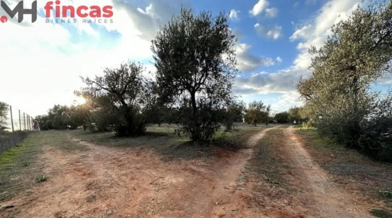 Хаэн - Andújar - 3600m2