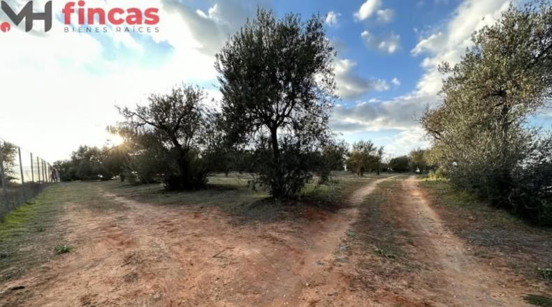 Хаэн - Andújar - 3600m2