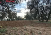 Terreno no urbanizable en venta en la España, Sevilla, ref: TR395121 foto