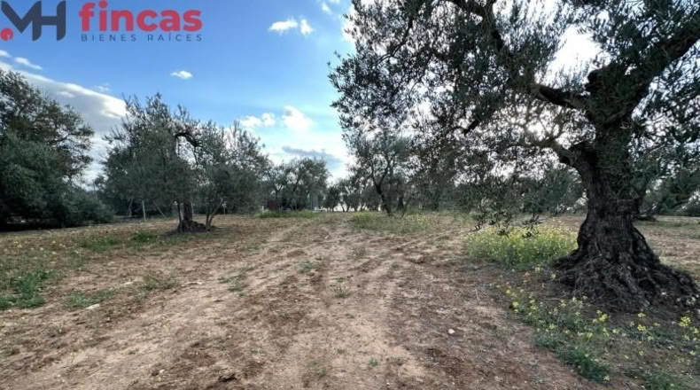 Хаэн - Andújar - 3600m2