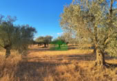 Non-developable land for sale on España, Montijo, ref: TR397126 photo