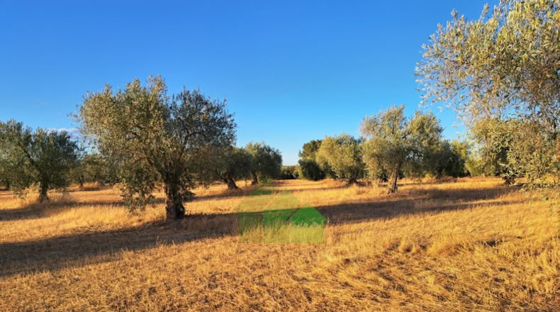 Zaragoza - Osera de Ebro - 12812m2