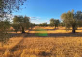 Non-developable land for sale on España, Montijo, ref: TR397126 photo