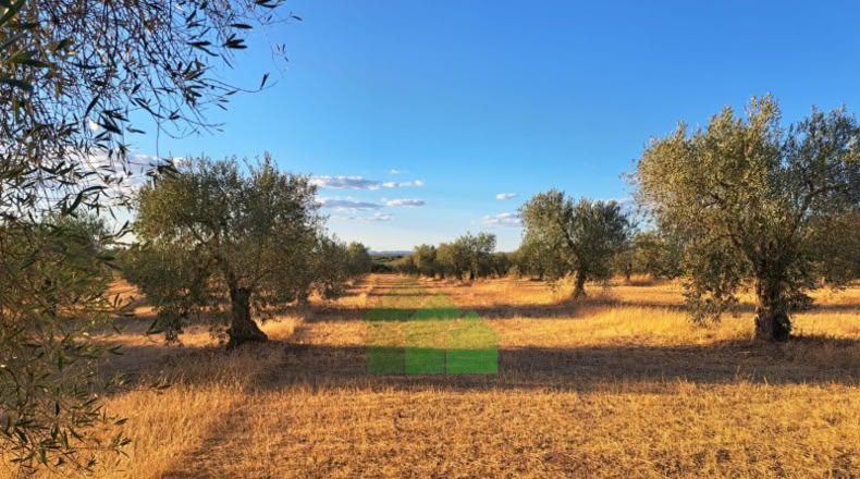 Zaragoza - Osera de Ebro - 12812m2