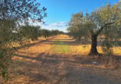 Non-developable land for sale on España, Montijo, ref: TR397126 photo