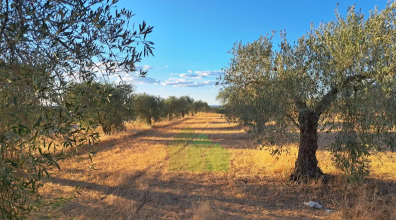 Zaragoza - Osera de Ebro - 12812m2