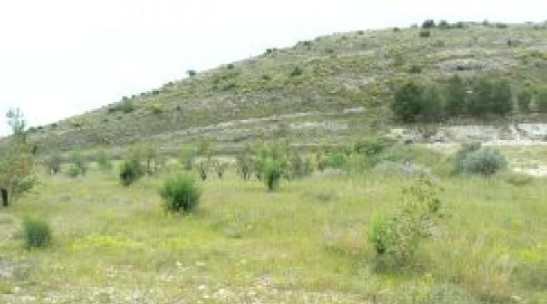 Alicante - Monóvar - 15643m2
