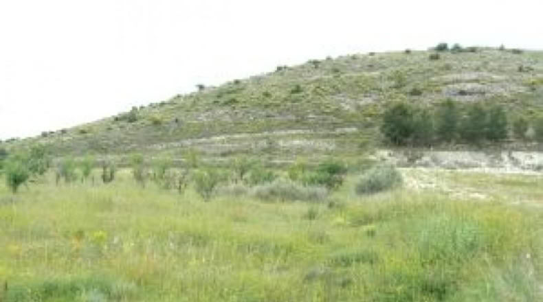 Alicante - Monóvar - 15643m2