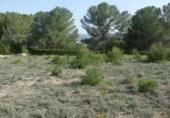 Non-developable land for sale on España, Madrid, ref: TR397846 photo