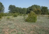 Non-developable land for sale on España, Madrid, ref: TR397846 photo