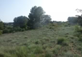 Non-developable land for sale on España, Madrid, ref: TR397846 photo