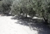 Non-developable land for sale on España, Moratalla, ref: TR397553 photo