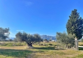 Casa de camp amb terreny en venda a la España, Aldover, ref.: TR399278 foto