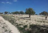 Non-developable land for sale on España, Alcantarilla, ref: TR397808 photo
