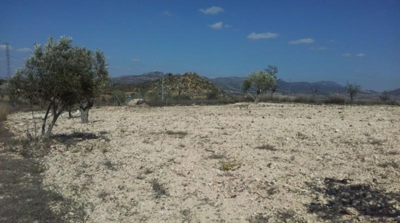 Murcia - Alcantarilla - 9800m2