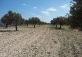 Non-developable land for sale on España, Alcantarilla, ref: TR397808 photo