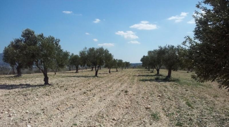 Murcia - Alcantarilla - 9800m2