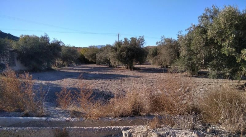 Murcia - Calasparra - 4200m2