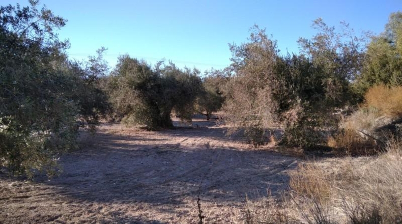Murcia - Calasparra - 4200m2